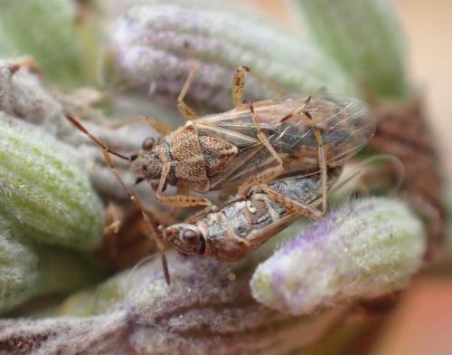 Réf. 271 255 : Nysius sp.